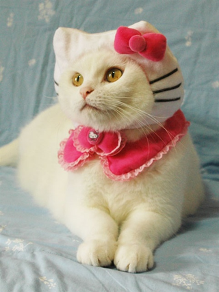 Illustration for article titled Japan's Hello Kitty Cat Humiliation System
